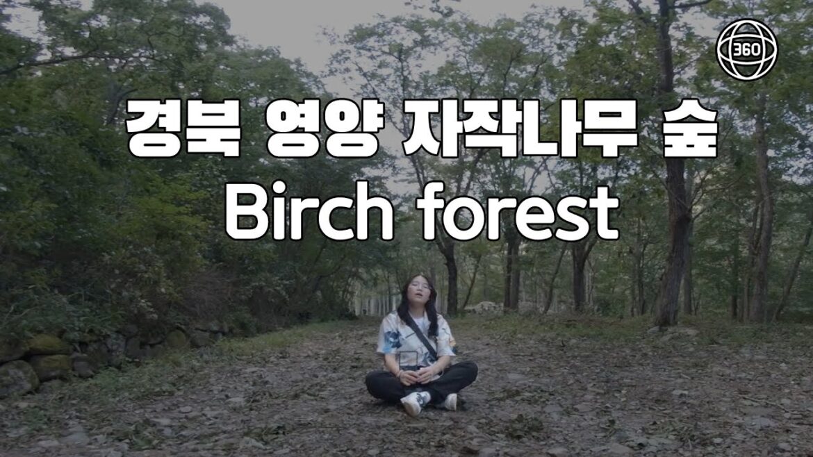 [360 IN KOREA] 힐링이 필요하다면? 자작나무 숲으로 /영양 죽파리 자작나무 숲/VR/360