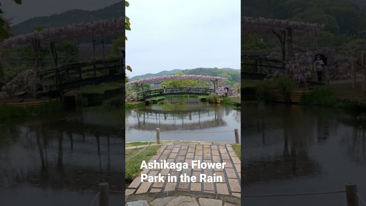 Ashikaga Flower Park in the Rain #japan #wisteria #travel