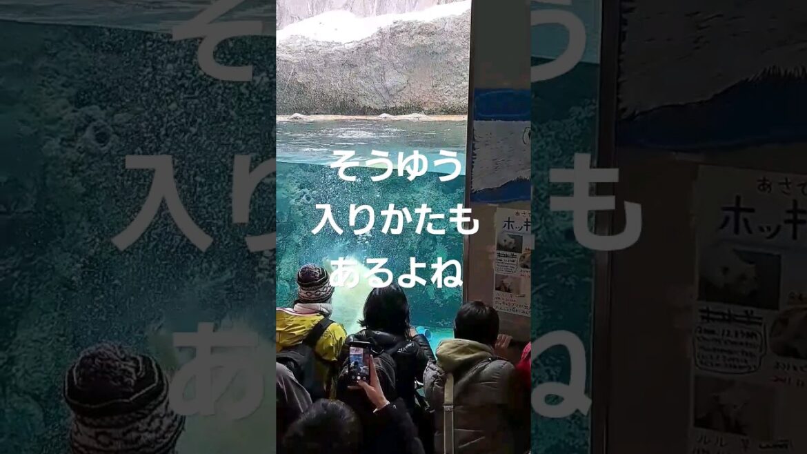 旭山動物園ホッキョクグマ館2022年12月11日#shorts