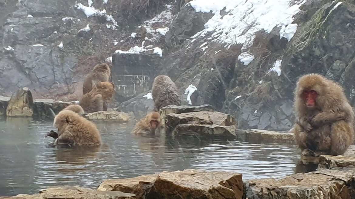 Snow Monkeys: Jigokudani Monkey Park | Japan 11/45 |
