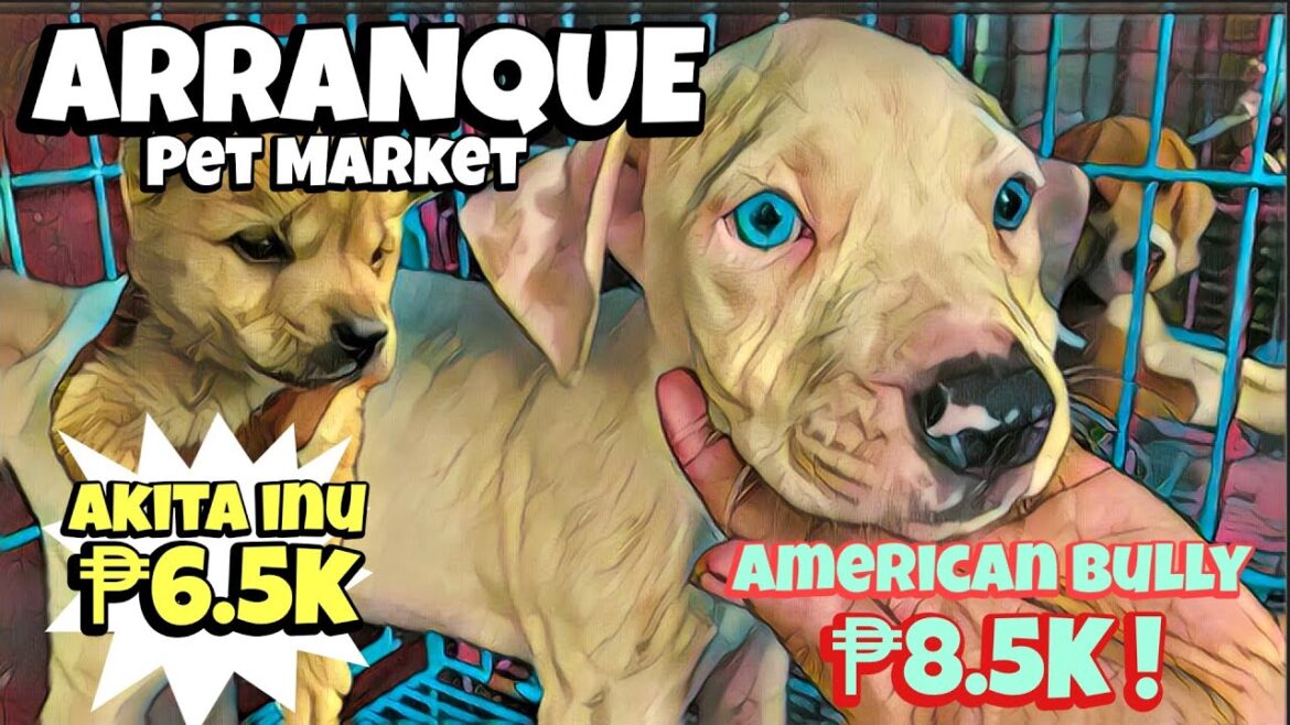 Arranque Pet Market | December 08, 2022 | Recto, Manila Arranque Pet Market | December 08, 2022 | Recto, Manila