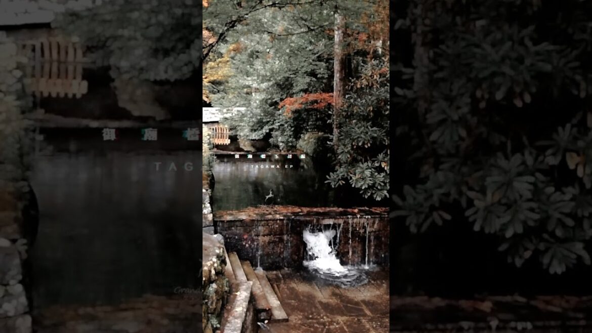 高野山 奥之院 御廟橋 玉川 KOYASAN OKUNOIN GOBYO NO BASHI BRIDGE TAMAGAWA RIVER #shorts #relax #travel 高野山 奥之院 御廟橋 玉川 KOYASAN OKUNOIN GOBYO NO BASHI BRIDGE TAMAGAWA RIVER #shorts #relax #travel
