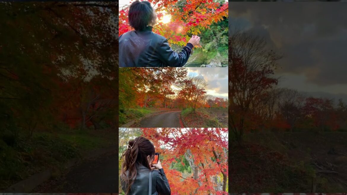 行かないと絶対損する！鹿児島で1番紅葉が綺麗なスポット‼︎#shorts