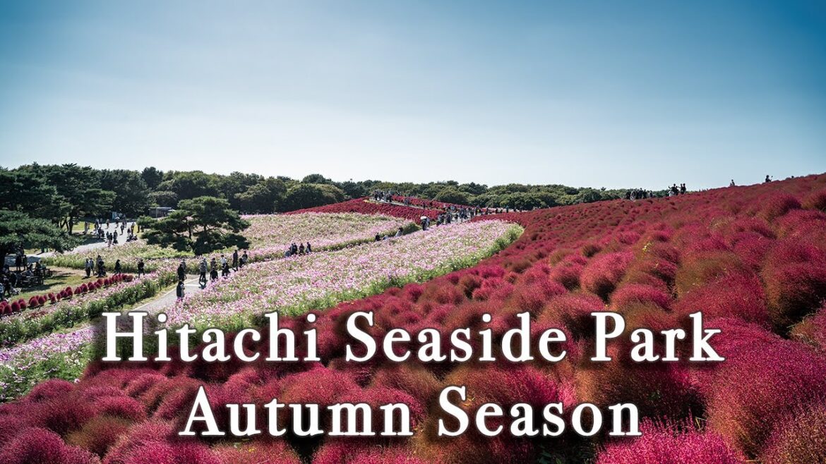 Hitachi Seaside Park Japan in Autumn【Full Tour in 4k】