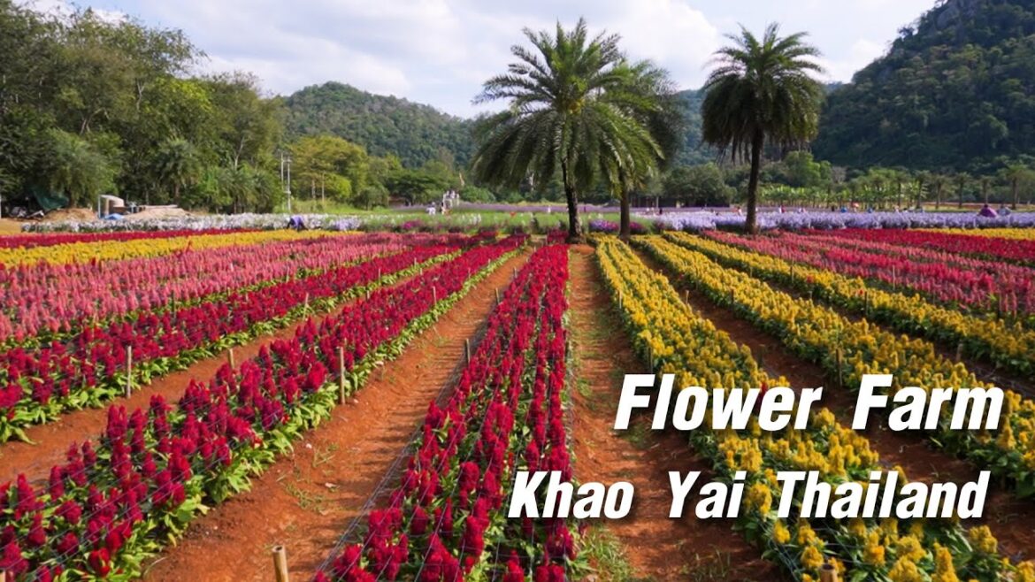 เที่ยวสวนดอกไม้ที่เขาใหญ่ / Flower Park in Khao Yai - Thailand