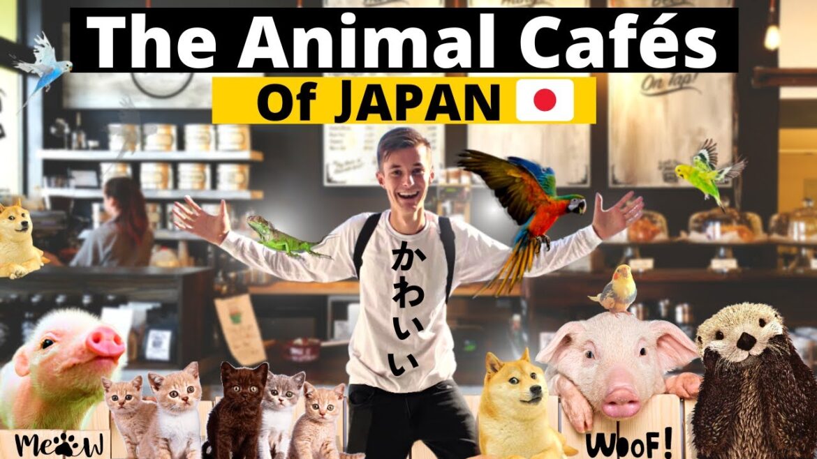 Exploring the Adorable World of Animal Cafes in Japan ๐ฏ๐ต Exploring the Adorable World of Animal Cafes in Japan ๐ฏ๐ต