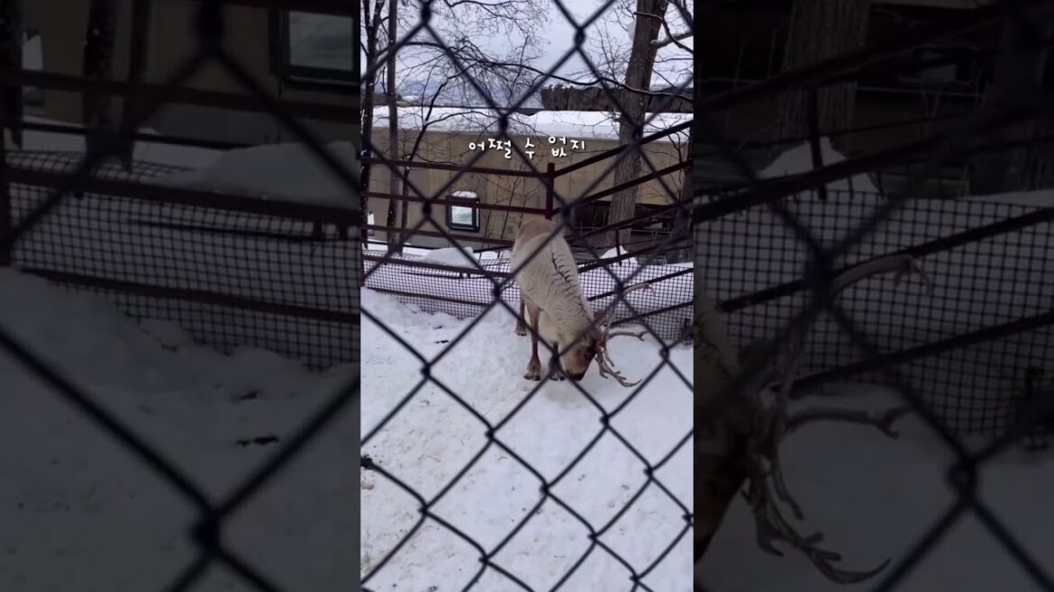 ❄️삿포로 여행 2일차❄️