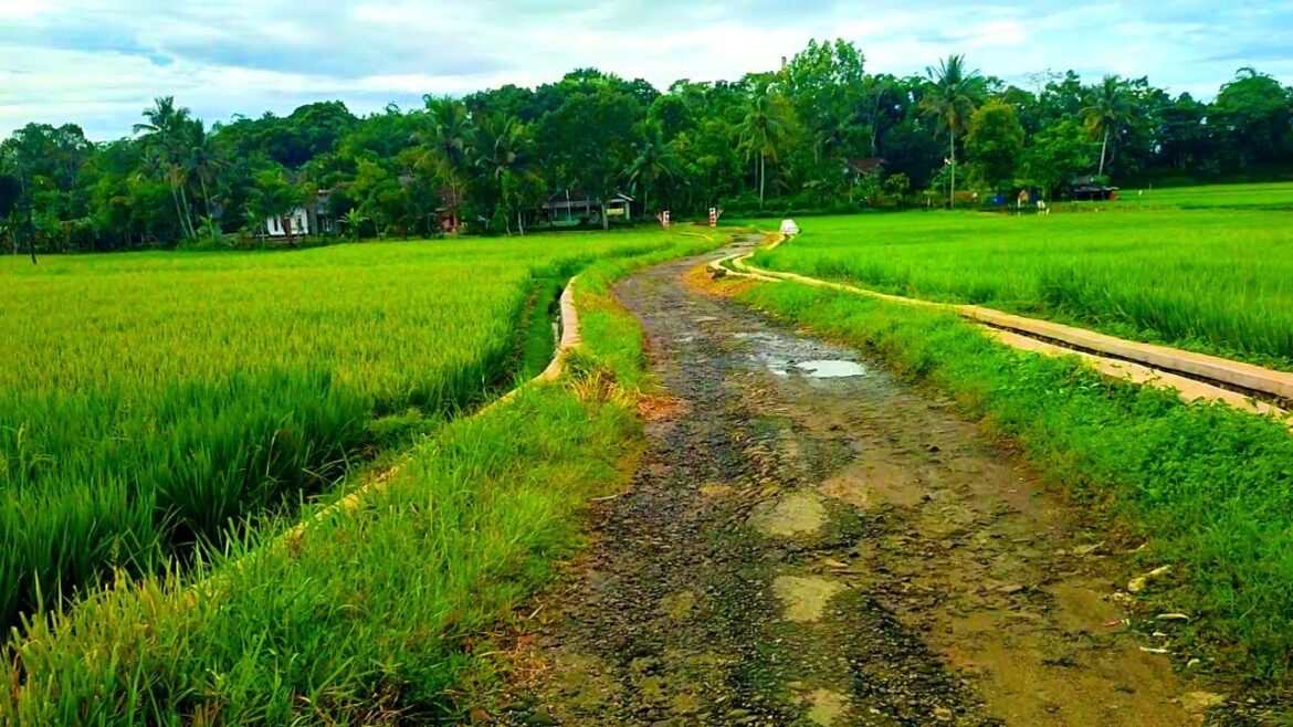 Riding Pagi Melewati Persawahan Yang Subur📍Ga Bakal Kekurangan Pangan Kampung ini#motovlogsukabumi