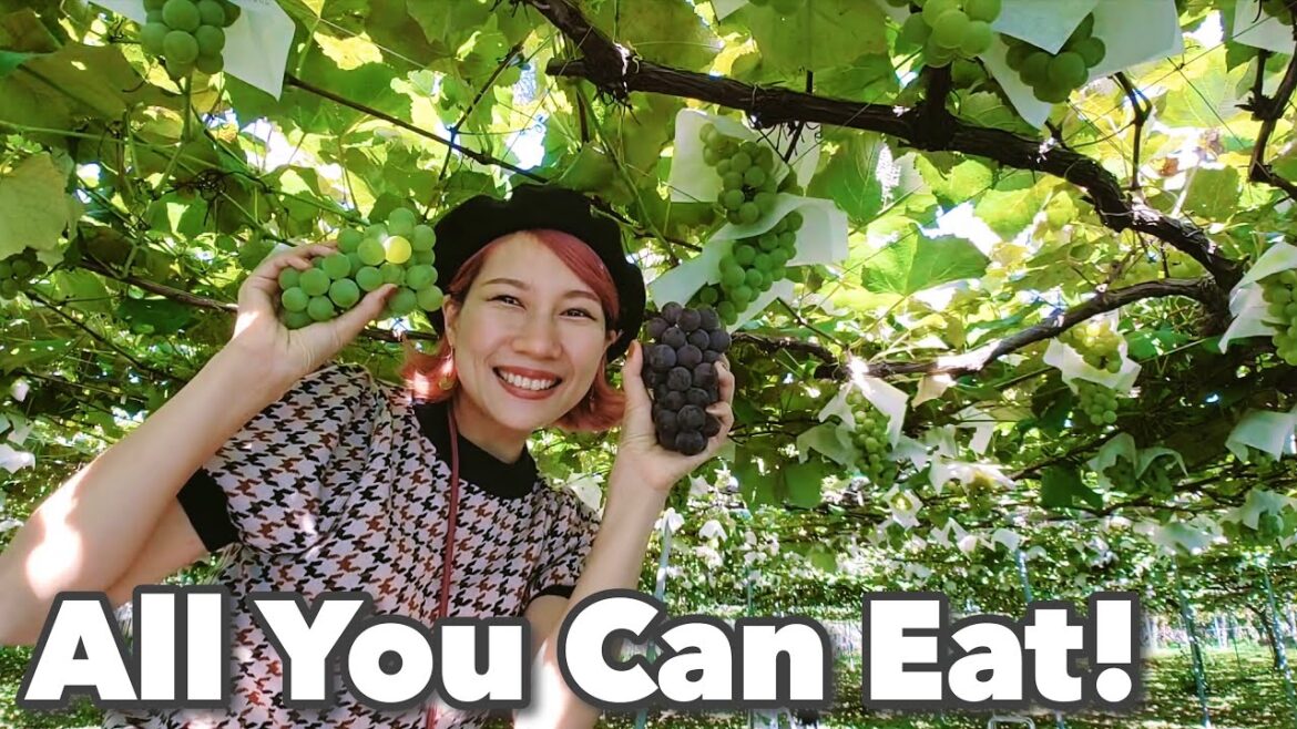 Travel to Nagano #4☆ Let's go fruit picking!! About 30 minutes from Matsumoto Castle♪ Japan vlog