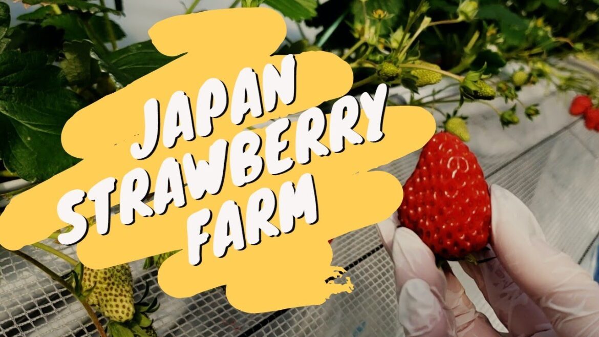 Does Japan have the best strawberries in the world? Does Japan have the best strawberries in the world?