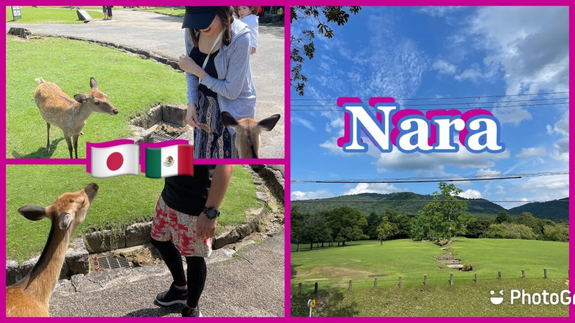 Guía para visitar Nara/Vuelve el TURISMO A JAPON!/Mexicana en Japón
