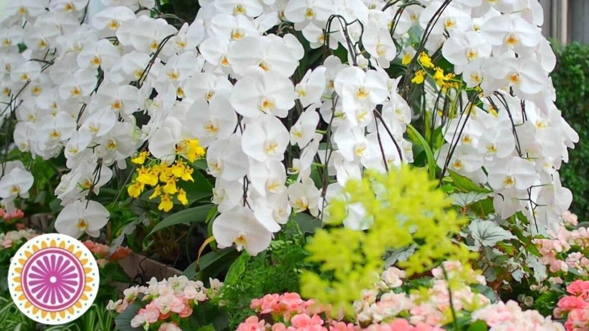 Nature Relaxation with Beautiful Orchids enjoying Japanese Flower Garden/nature video/stress relief