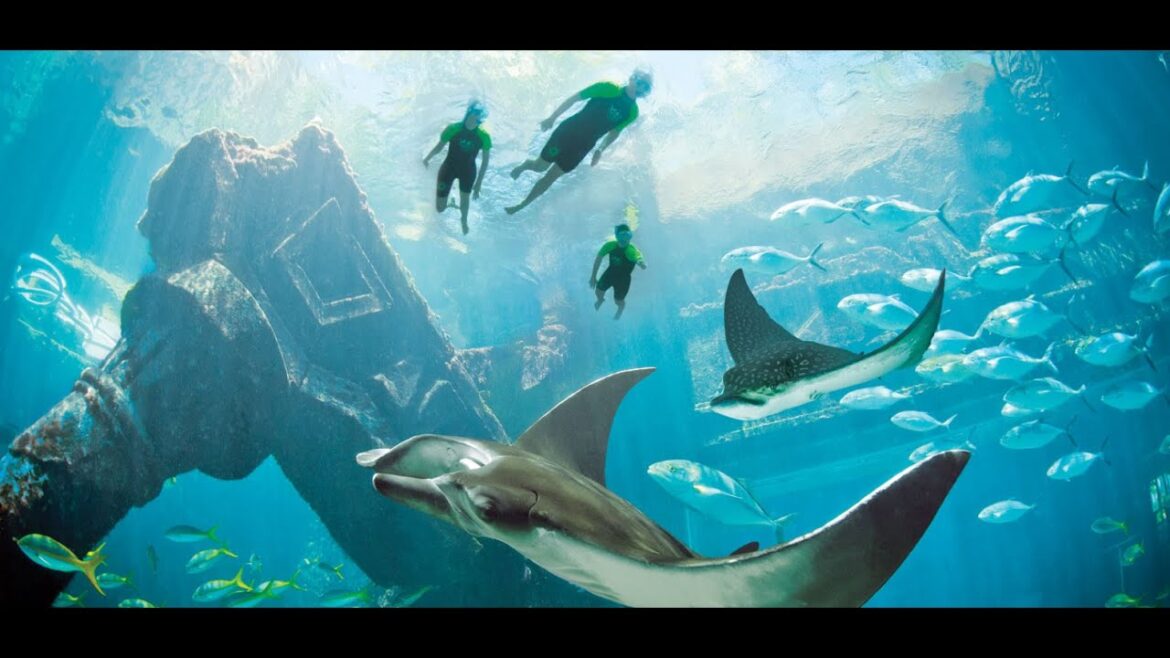 Mindful Travel: How Your Vacation to the Atlantis Bahamas Saves Sea Species and Their Habitats