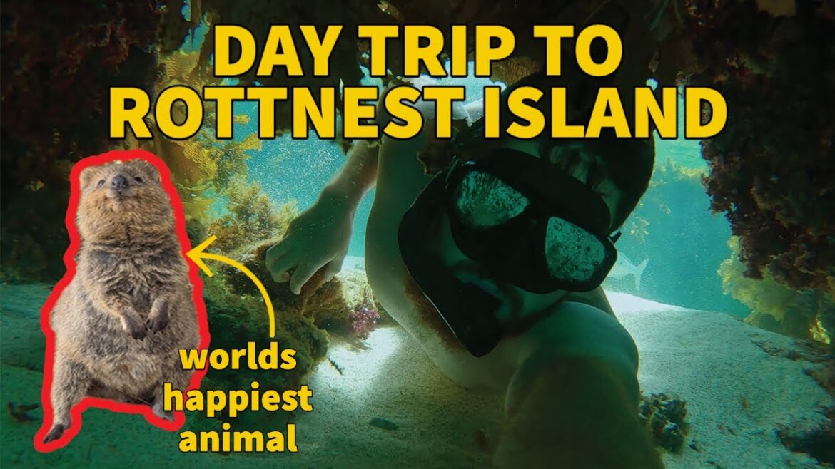 Day trip to Rottnest Island | Snorkelling, exploring and meeting the worlds happiest animal Day trip to Rottnest Island | Snorkelling, exploring and meeting the worlds happiest animal