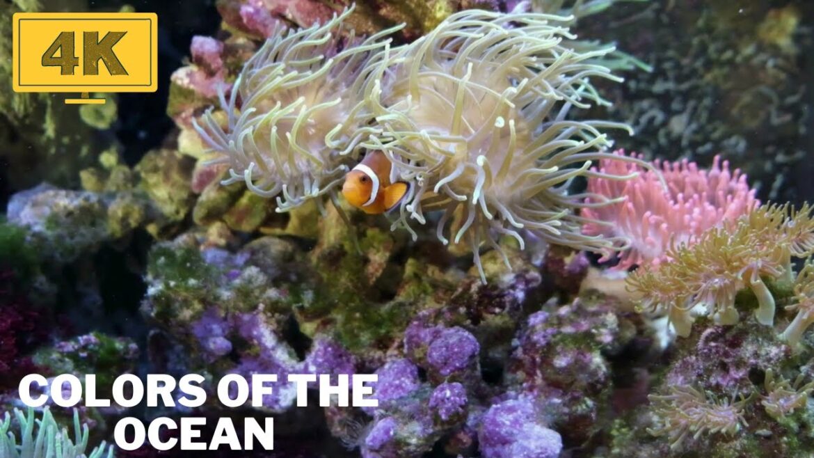 4k Fishes in the Ocean | Fishes in the Deep Blue Sea | The Colors of the Ocean