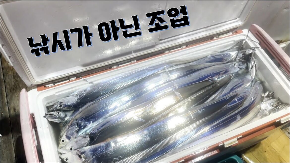 와서 돈 벌어가는 제주 갈치 배낚시 아닌 조업