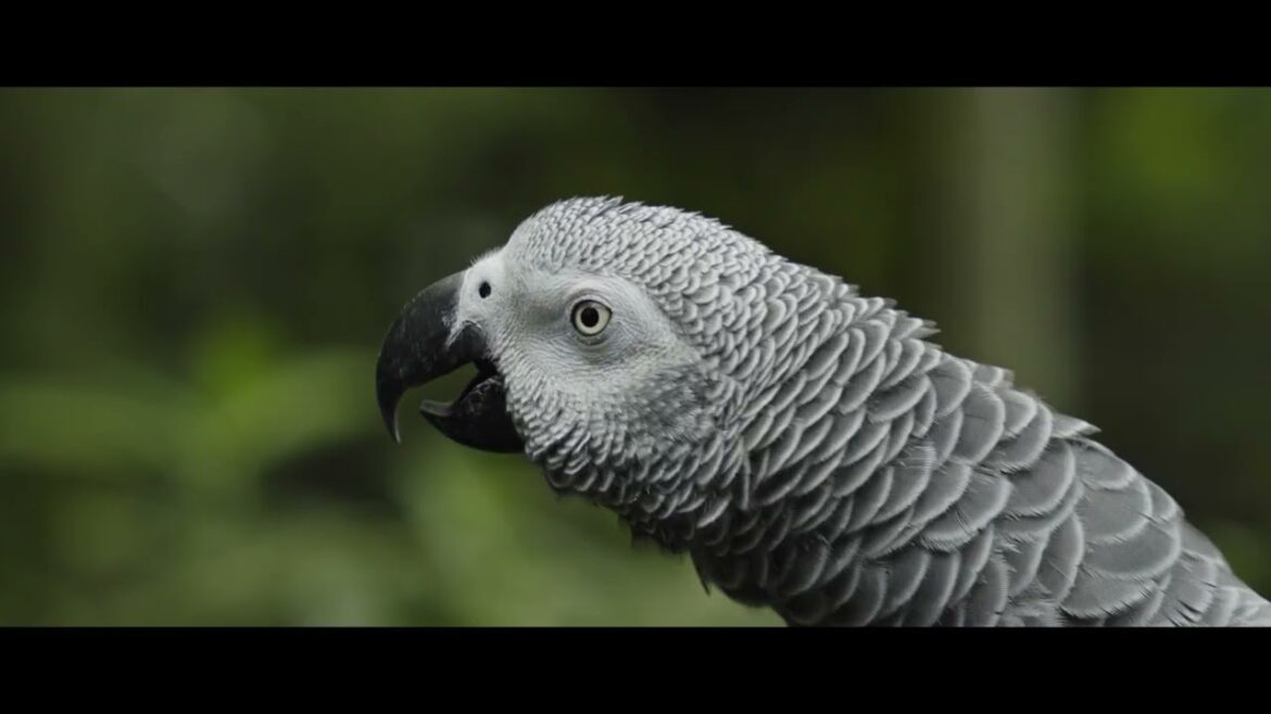 Jurong Bird Park | Film with Sony FX30