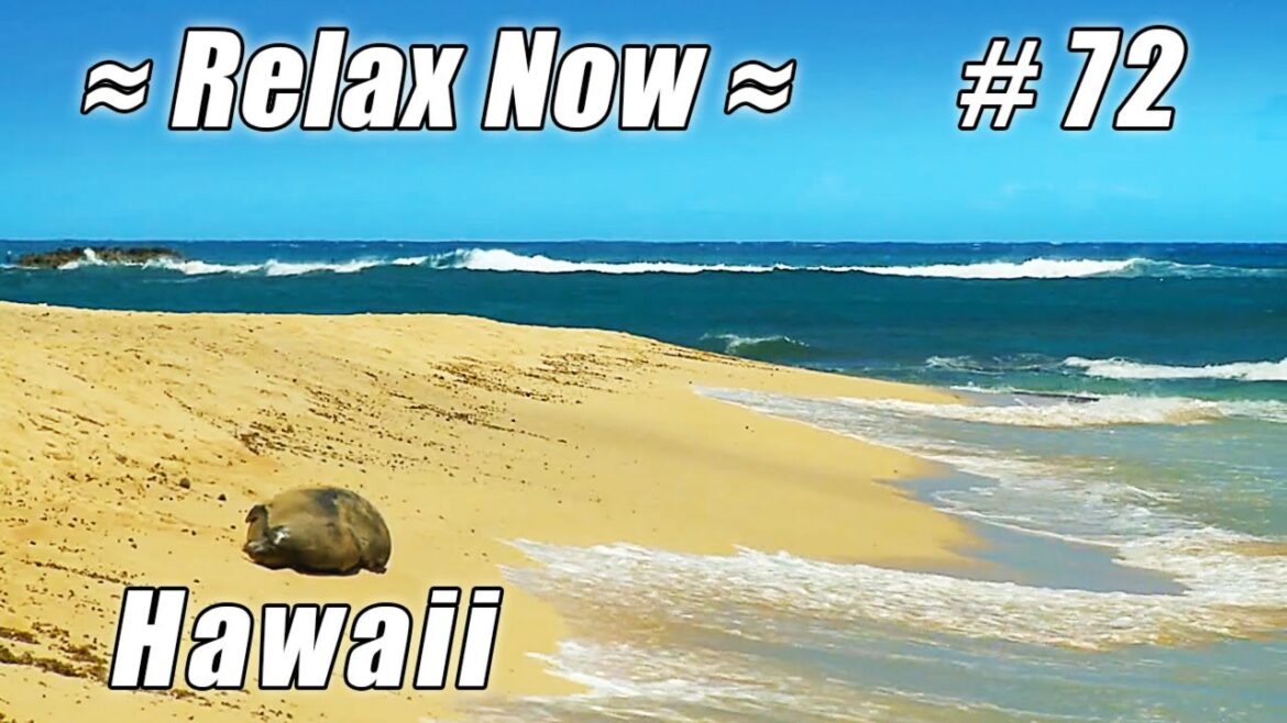 TURTLE BAY RESORT OAHU, MONK SEAL Hawaii #72 Beaches Ocean Waves Sea HD Kaweka beach sounds