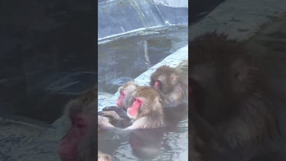 北海道 函館 サル山温泉@熱帯植物園 2022/12/10