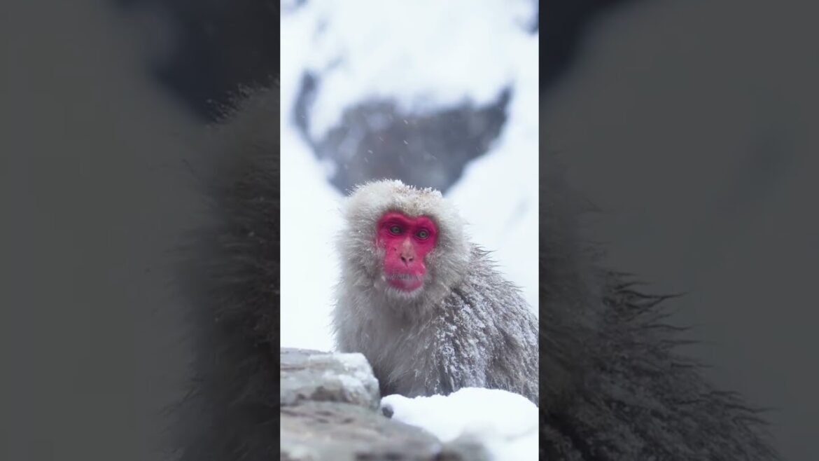 What season will you choose to visit Japan ?