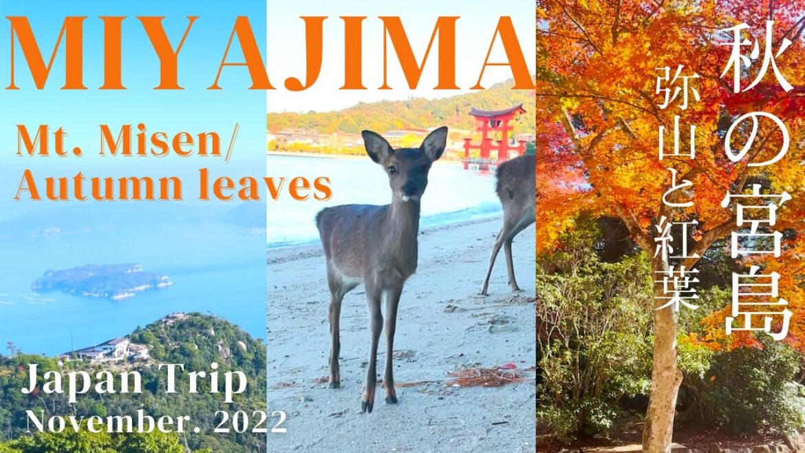 [Miyajima Island Guide⛩ Nov. 2022] Mt. Misen, Autumn leaves, Shrine, Deer, Night | JAPAN TRIP