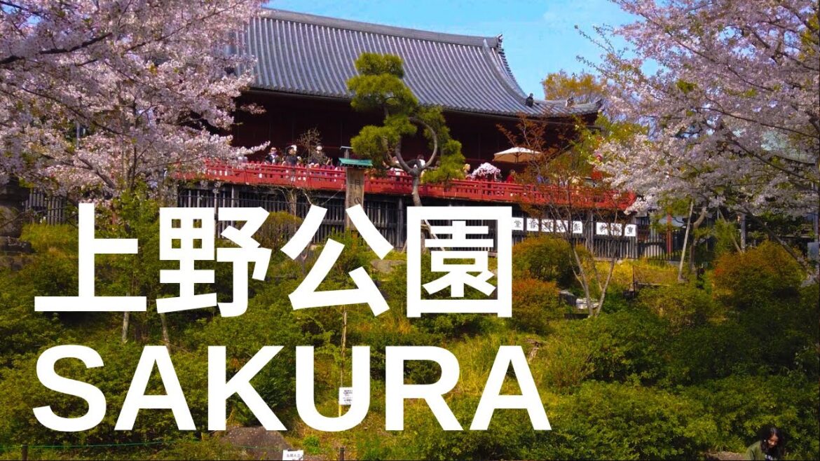 Tokyo Cherry Blossoms – Ueno Park – 4k 50fps Tokyo Cherry Blossoms - Ueno Park - 4k 50fps