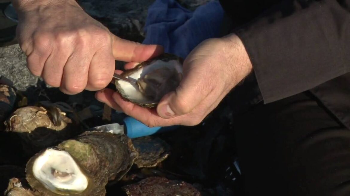 How to shuck an oyster