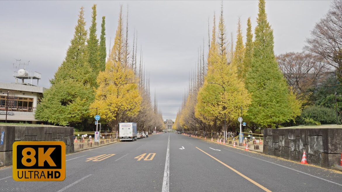 4K 8K 【明治神宮外苑】Gingko Trees in Meiji Jingu Gaien in Fall 2022 4K 8K 【明治神宮外苑】Gingko Trees in Meiji Jingu Gaien in Fall 2022