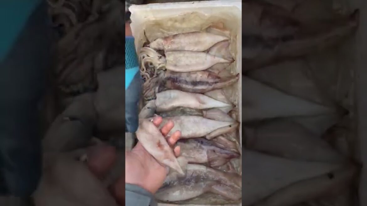 Japanese Street Food – DANCING SQUID SASHIMI Hakodate Japan Seafood Japanese Street Food - DANCING SQUID SASHIMI Hakodate Japan Seafood