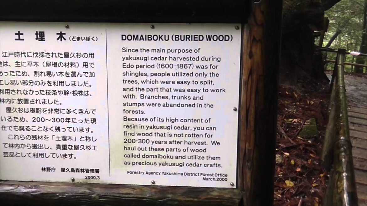 Yakushima Island, Japan: The Ancient Cedar Forests - Yakusugi Land