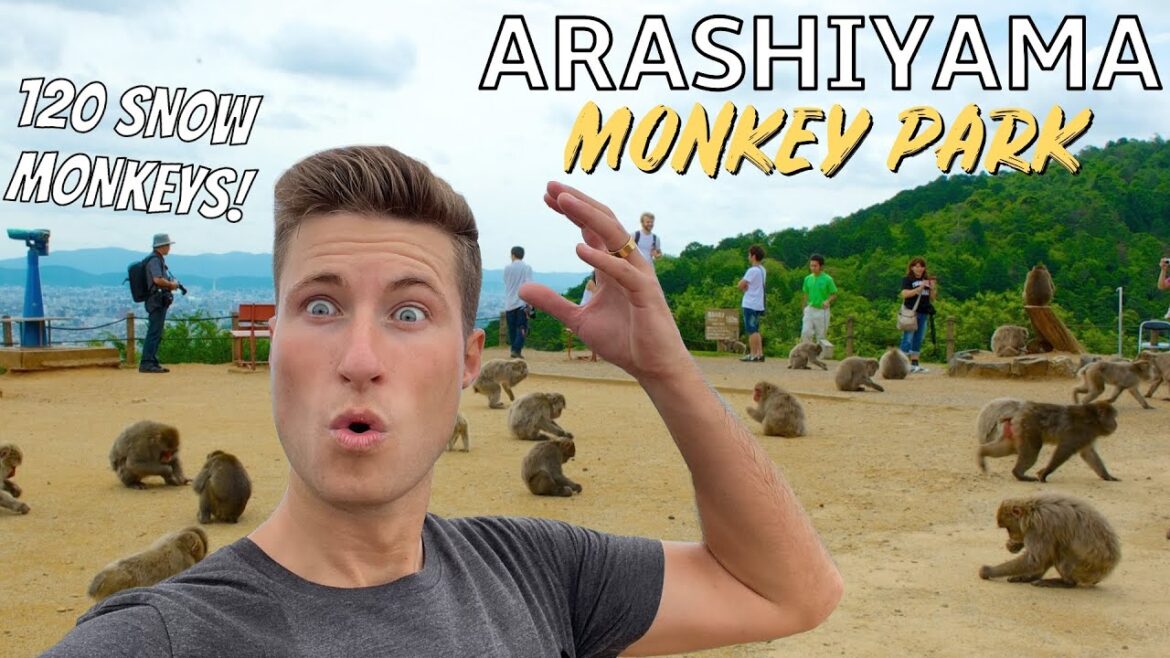 Spending a Day With 120 Japan Snow Monkeys in Kyoto | Arashiyama Monkey Park Iwatayama Guide Spending a Day With 120 Japan Snow Monkeys in Kyoto | Arashiyama Monkey Park Iwatayama Guide