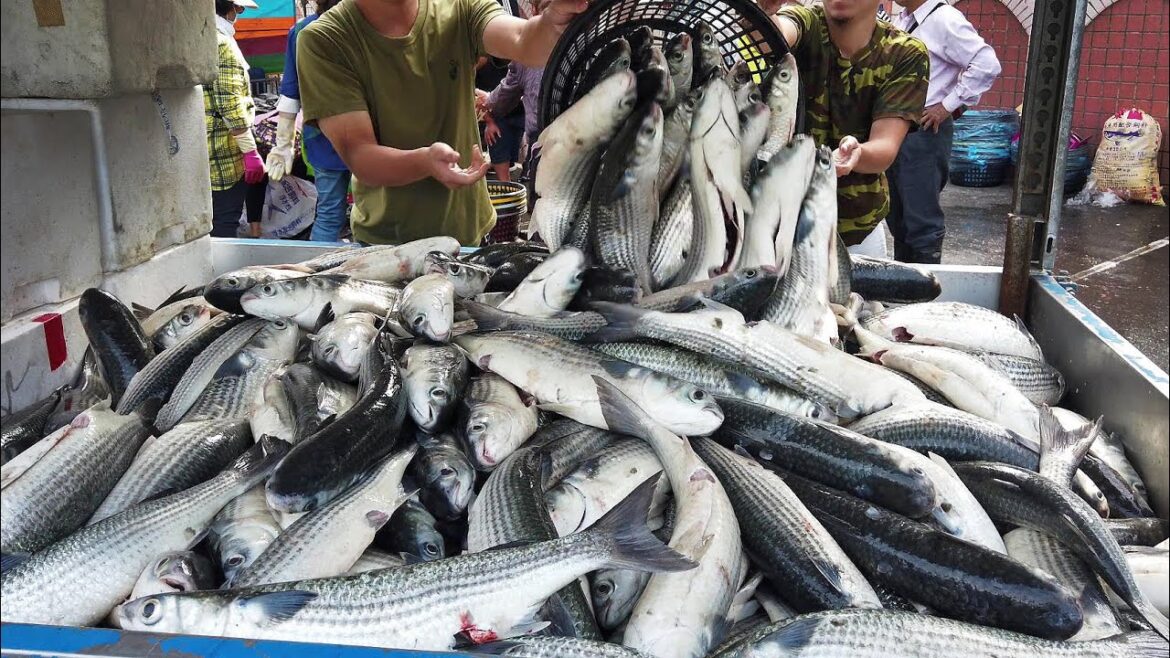 烏魚大豐收!烏魚切割,紅燒烏魚,鮮烏魚湯/A Bumper Harvest of Mullet! From the Origin to the Dining Able-Taiwan Seafood 烏魚大豐收!烏魚切割,紅燒烏魚,鮮烏魚湯/A Bumper Harvest of Mullet! From the Origin to the Dining Able-Taiwan Seafood