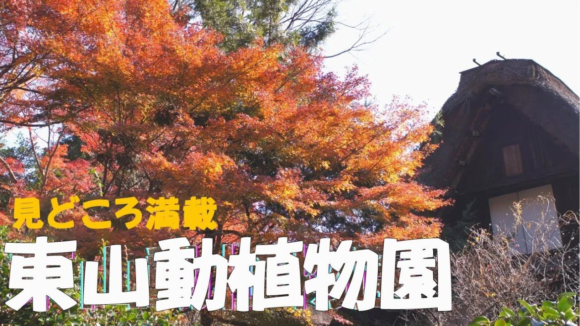 【東山動植物園】少し遅めの？紅葉散策行ってきた✌　2022年12月7日　#もみじ#スカイタワー #東山動植物園