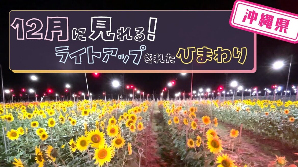 【沖縄県】【ひまわり】12月に見れるひまわり「Sunset Farm Okinawa」