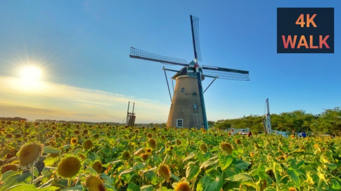 [4K Walk] Windmill & Sunflower Farm Chiba, near Tokyo Japan | 佐倉ふるさと広場千葉県日本 | 向日葵 | ASMR Japan Walk