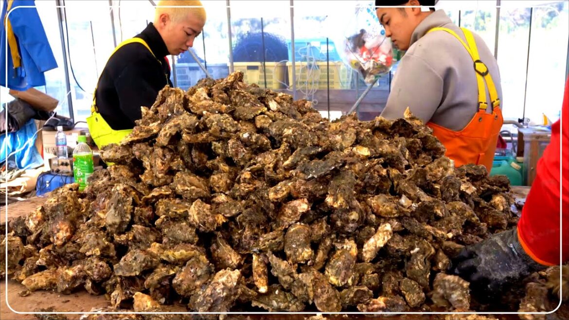 圧倒的な牡蠣の量！牡蠣小屋に全てを懸けた大家族「服部屋」の一日に密着！ oyster hat in japan ｜ japanese food