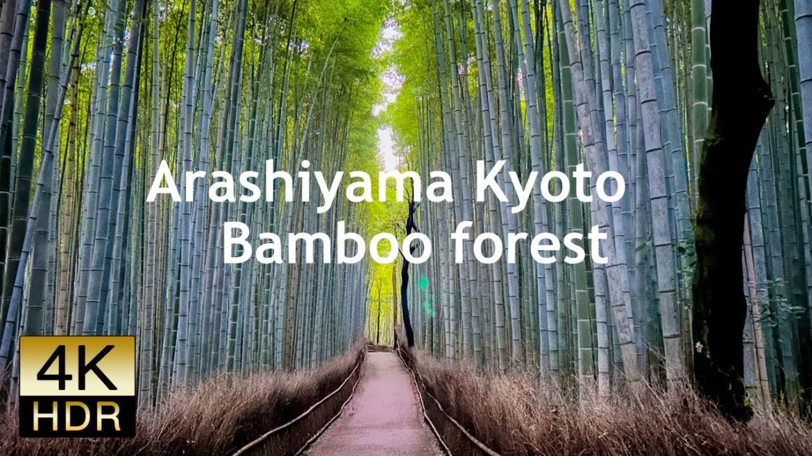 Kyoto, Japan  [4K HDR]  Arashiyama Bamboo Forest in the morning