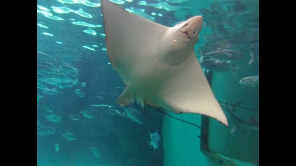 Suma Aquarium in Kobe, Japan