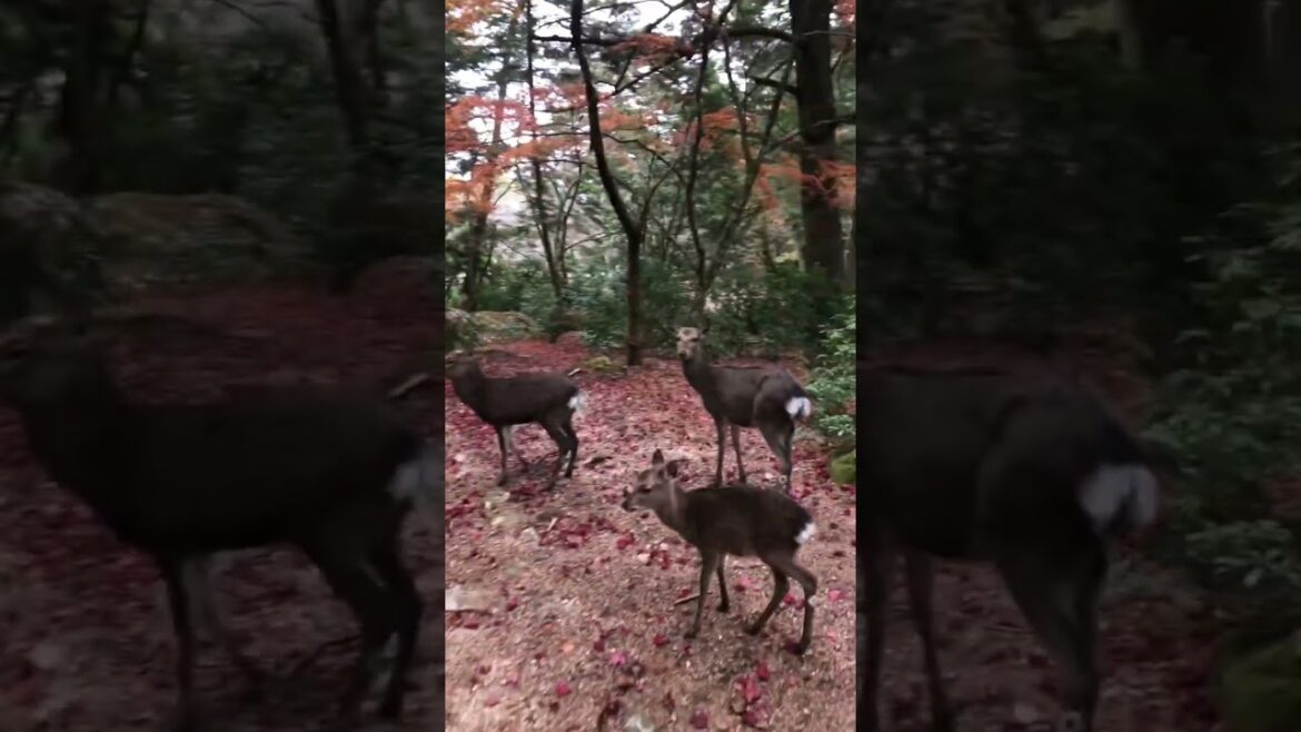 Deer (しか) of Miyajima Island, Hiroshima Japan 日本 Deer (しか) of Miyajima Island, Hiroshima Japan 日本