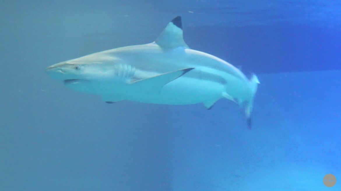 Osaka, Hiroshima, Kyoto