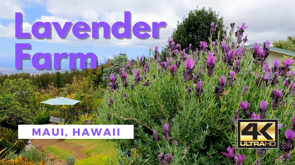Ali'i Kula Lavender Farm on Maui, Hawaii July 2022 [ハワイ、マウイ島のアリイ・クラ・ラベンダー畑を散歩] 4K 33 minutes