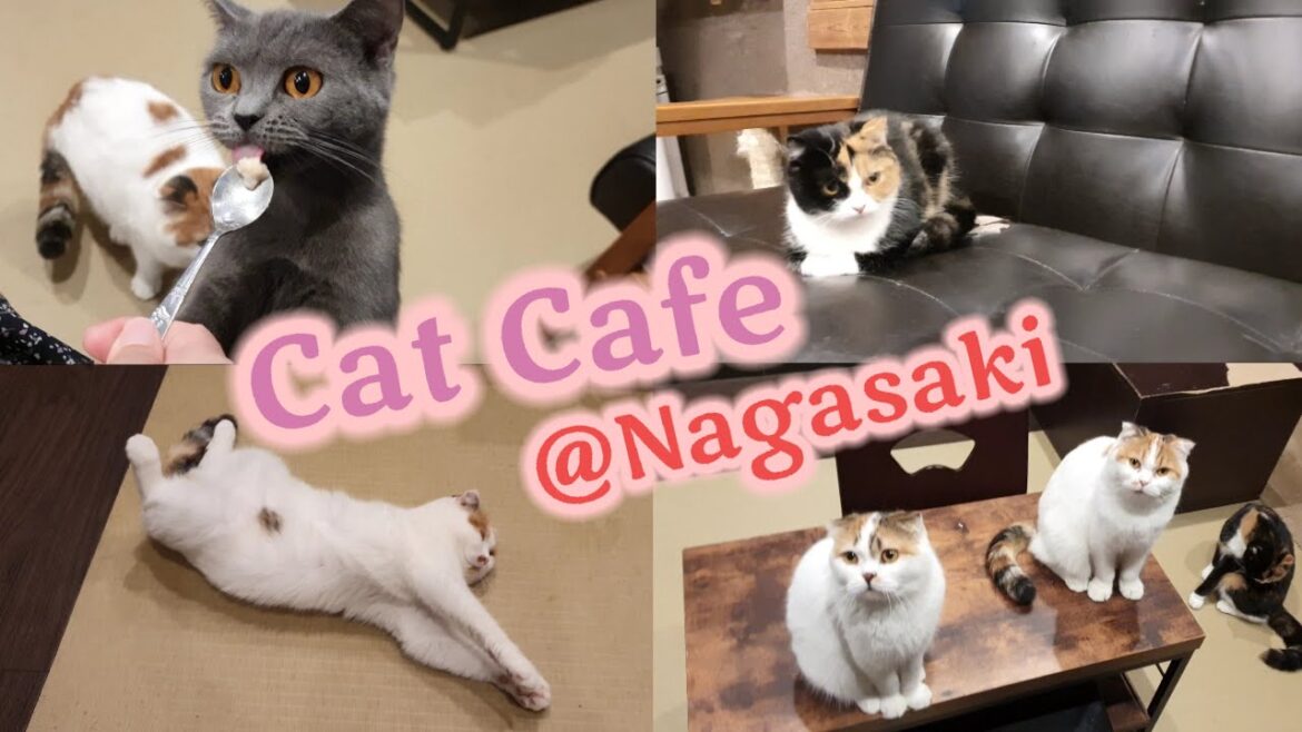 【Travel vlog🍀】เล่นกับน้องแมวที่คาเฟ่แมวกลางย่านช้อปปิ้ง Hamamachi Arcade (浜町アーケード) @Nagasaki