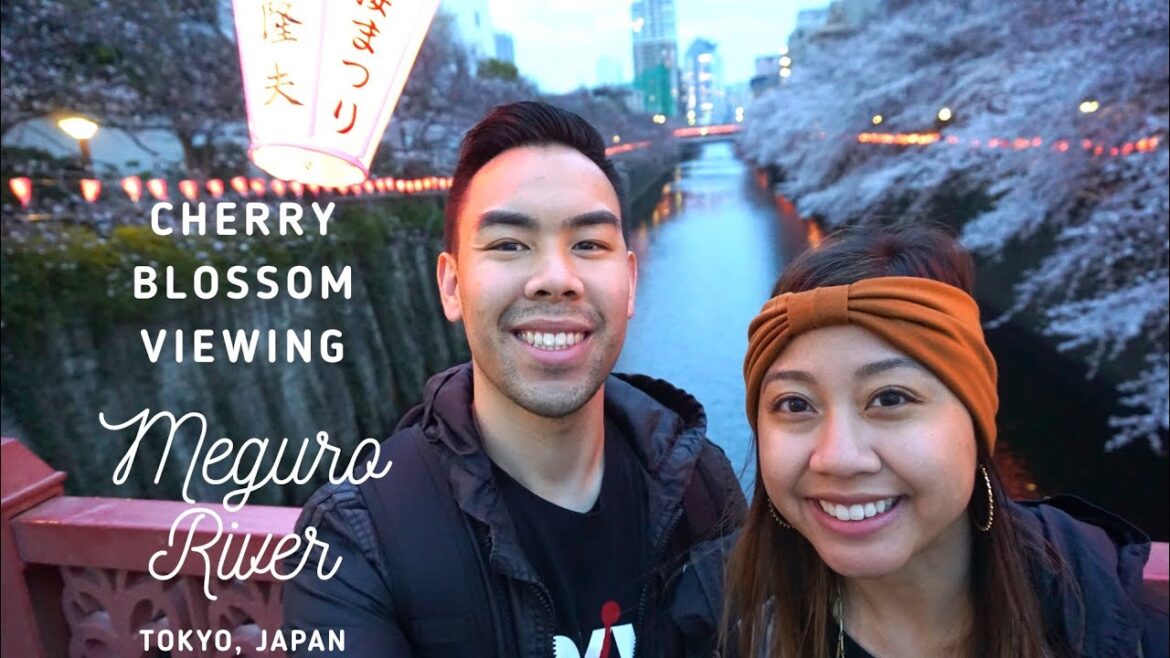 Night Viewing Cherry Blossoms (Yozakura) Timelapse | Meguro River in Nakameguro, Tokyo | Travel Vlog