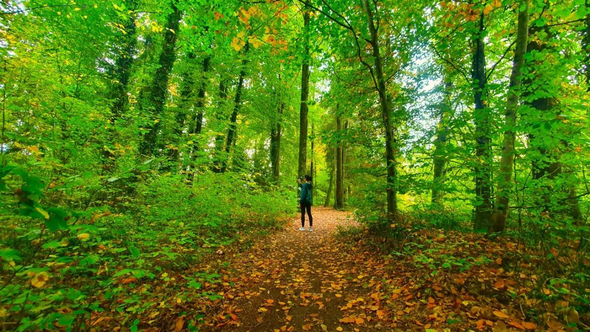 Walking in The Forest Switzerland | Ambience Binaural Sound