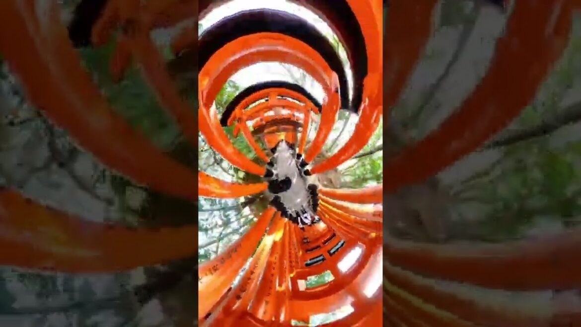 The impressive Senbon-torii Fushimi Inari Shrine Kyoto  travel Japan 京都 伏見稲荷 神社 日本