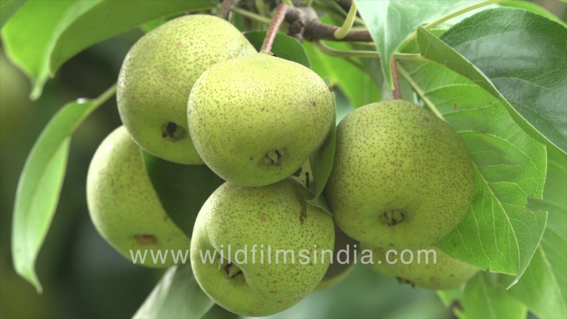 Nashpati or Pear, Pyrus communis - Fruit and fruit trees in Delhi