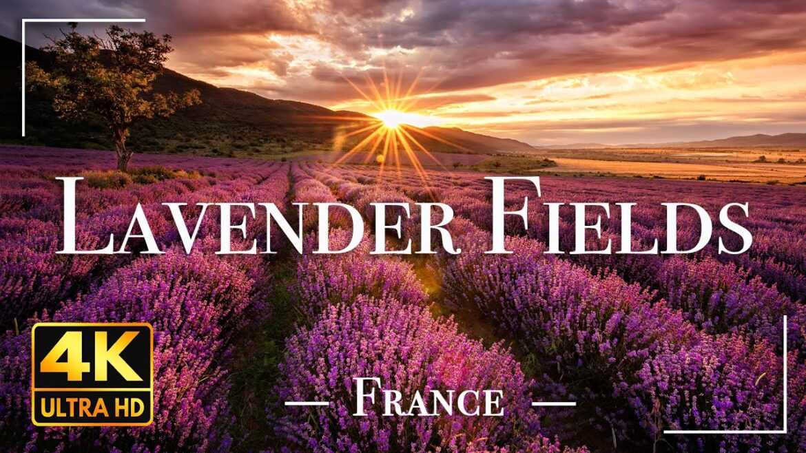 Lavender Fields France 4K Video Ultra HD | Cinematic Travel Video | Nature 4K