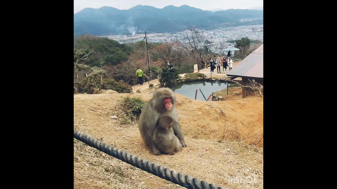 So cute…😊 | Arashiyama🎍| Japan Trip VII So cute...😊 | Arashiyama🎍| Japan Trip VII