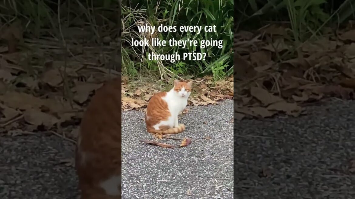 that cats seen some 💩