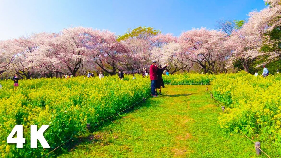 Tokyo Showa Kinen Park Sakura and Tulip 昭和記念公園の散歩 Tokyo Showa Kinen Park Sakura and Tulip 昭和記念公園の散歩